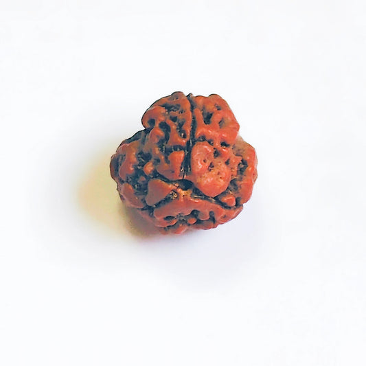 Premium Quality Nepali 3 Mukhi Rudraksha