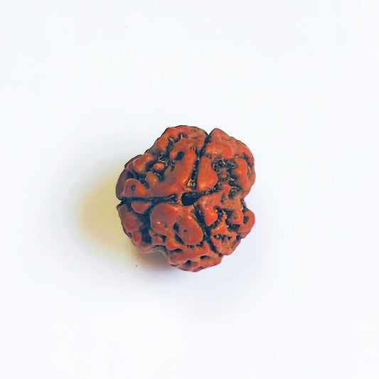 Premium Quality Nepali 3 Mukhi Rudraksha