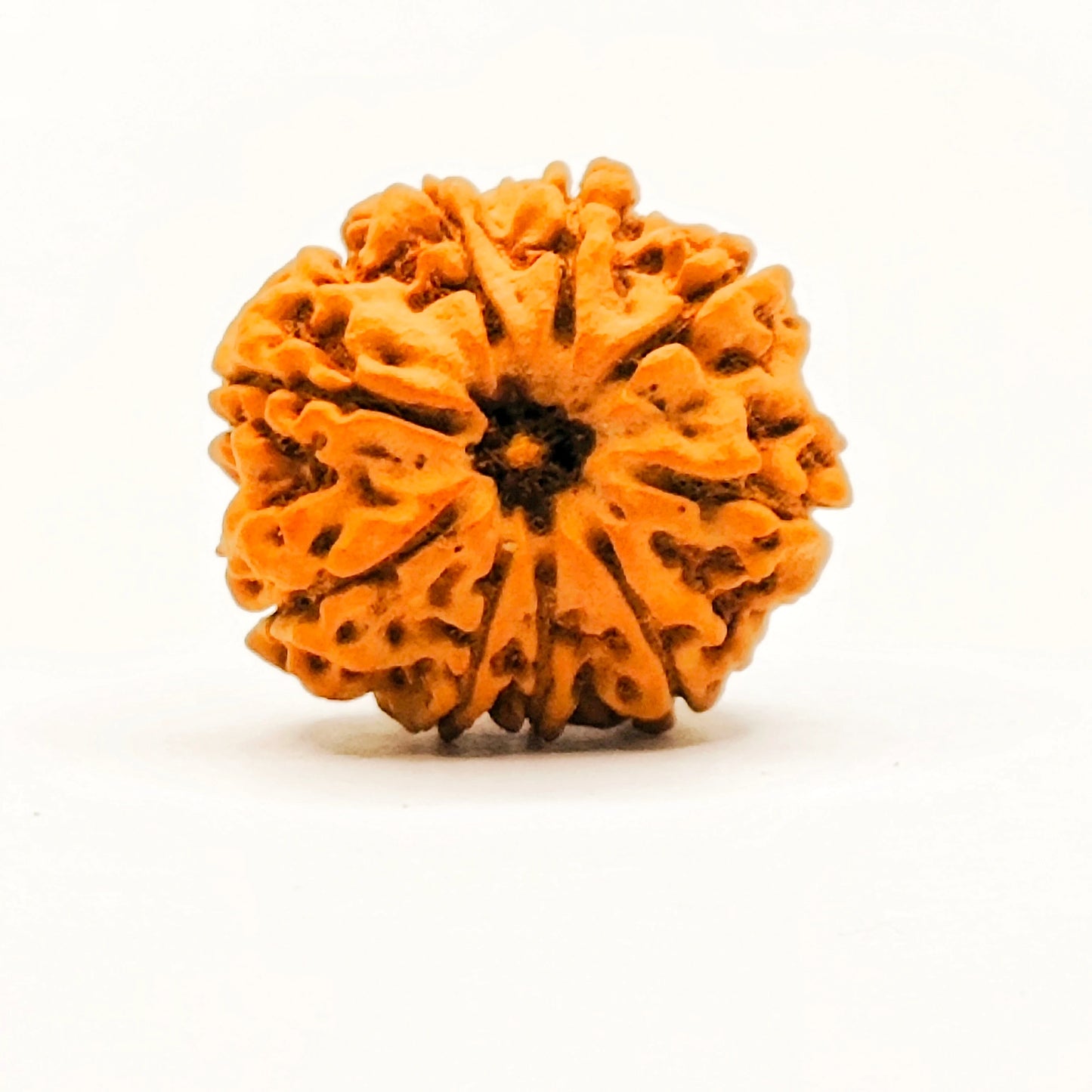 Premium Quality Nepali 9 Mukhi Rudraksha with Lab Certificate