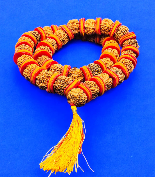 Premium Quality Nepali 6 Mukhi Rudraksha kantha With Red And Yellow Velvet