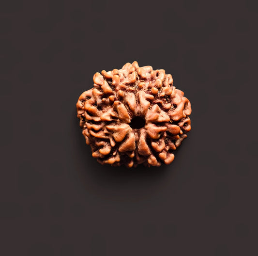 Premium Quality Nepali 8 Mukhi Rudraksha With Lab Certificate